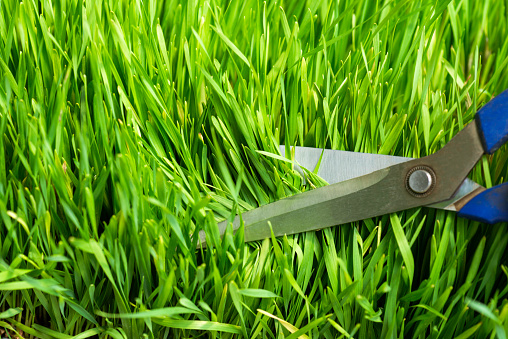 Scissors is cutting wheatgrass.