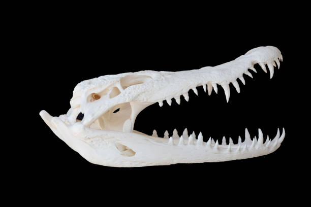 istock Crocodile skeleton skull isolated on black background. Crocodile skeleton head on black background. 1317108863