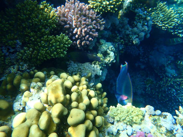 istock Stunning undersea coral reef view, Red Sea, Egypt 1317109248