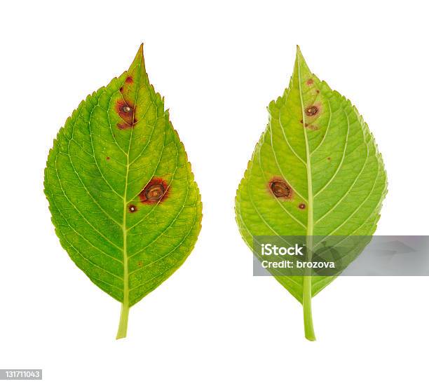 Foto de Folha De Doentes De Hortênsia Serrata Pássaro Azulfungo Cercospora e mais fotos de stock de Folha