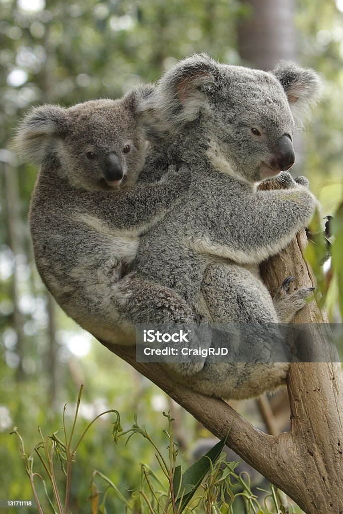 Bebé y la madre de koalas - Foto de stock de Koala libre de derechos