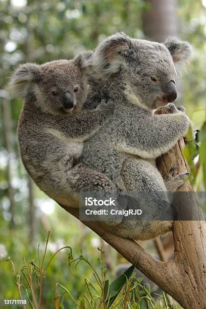 Bebé Y La Madre De Koalas Foto de stock y más banco de imágenes de Koala - Koala, Dos animales, A caballo