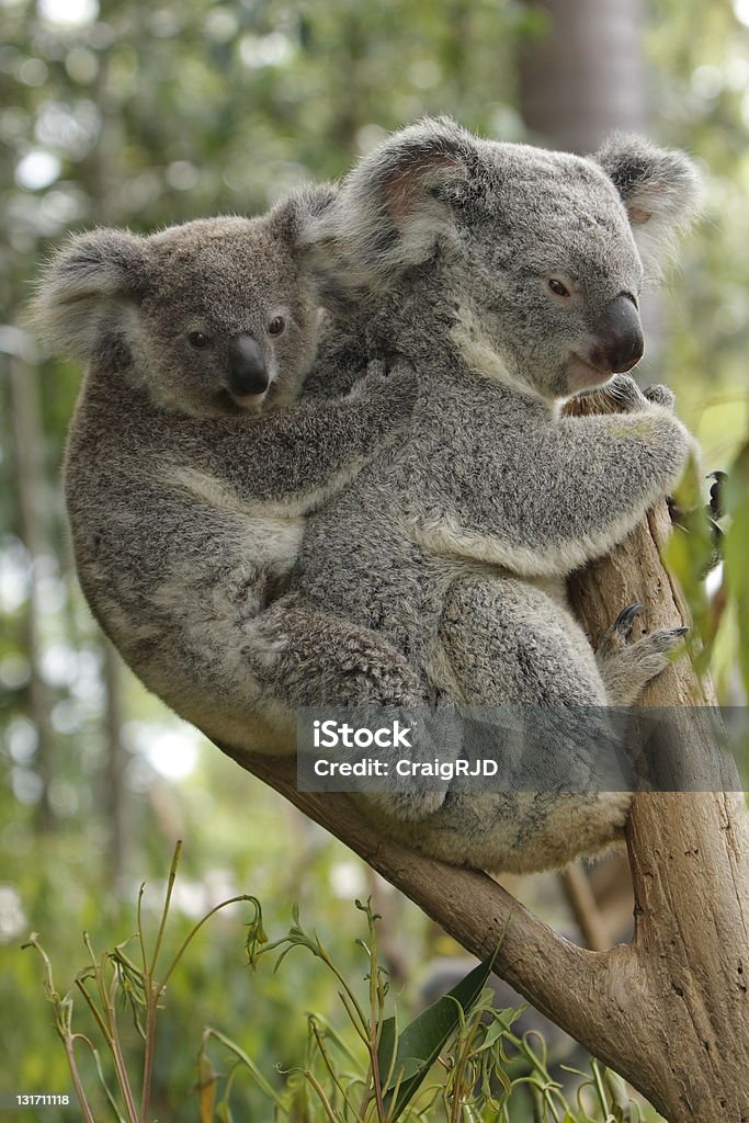 Coala bebê e mãe - Foto de stock de Coala royalty-free
