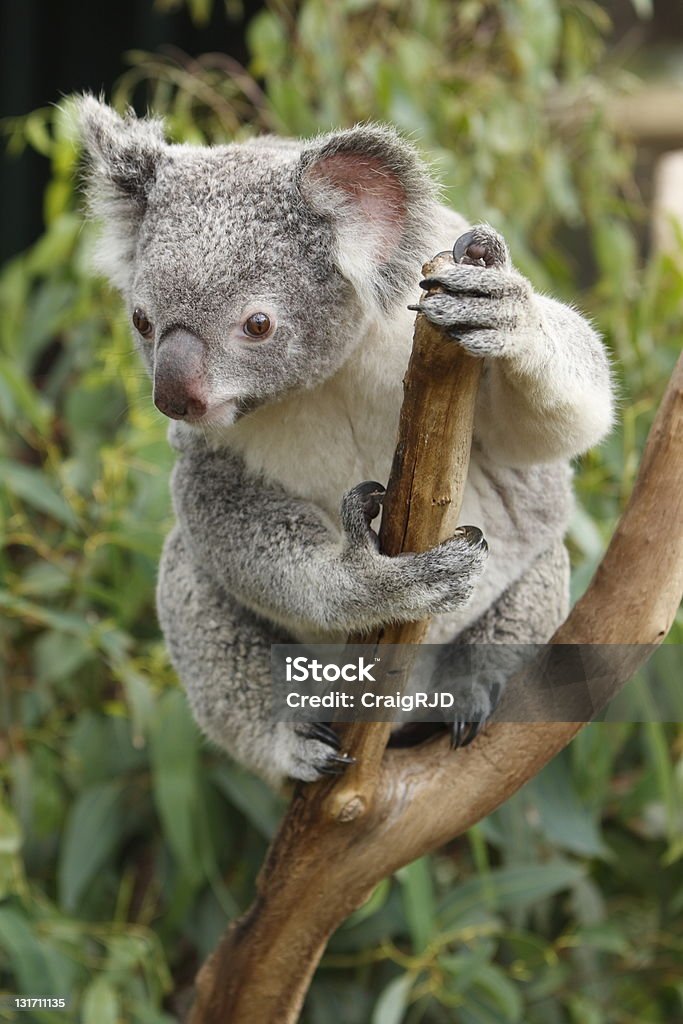 Koala - Foto de stock de Aire libre libre de derechos