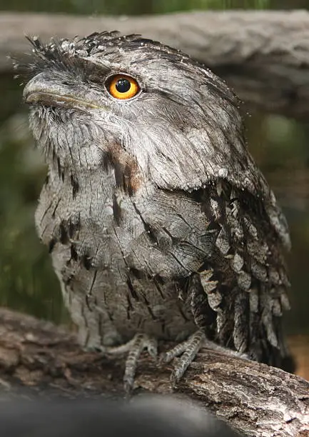 It is a bird, not an owl, the tawny frogmouth. Brisbane, Australia.
