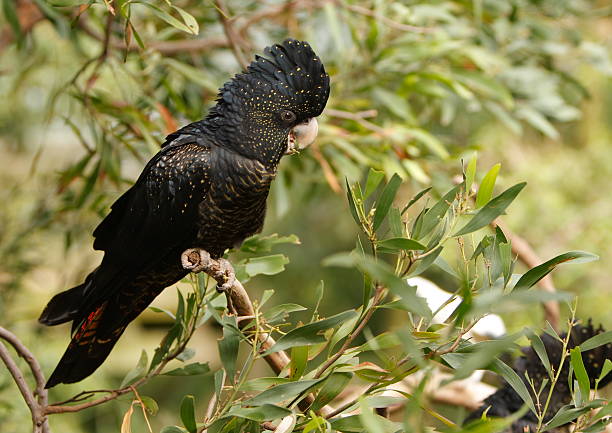 Black Cockatoo A red tailed black cockatoo. Australia. cockatoo stock pictures, royalty-free photos & images