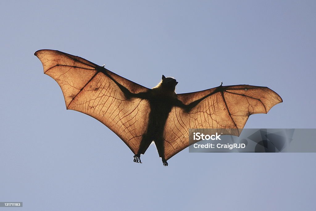 Pipistrello della frutta Silhouette - Foto stock royalty-free di Ala di animale