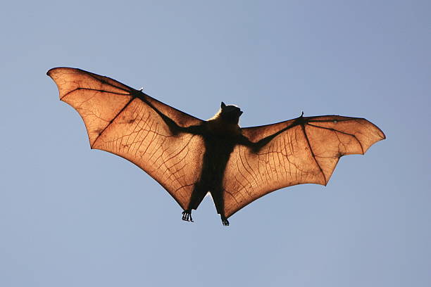 pipistrello della frutta silhouette - bat fruit bat mammal australia foto e immagini stock