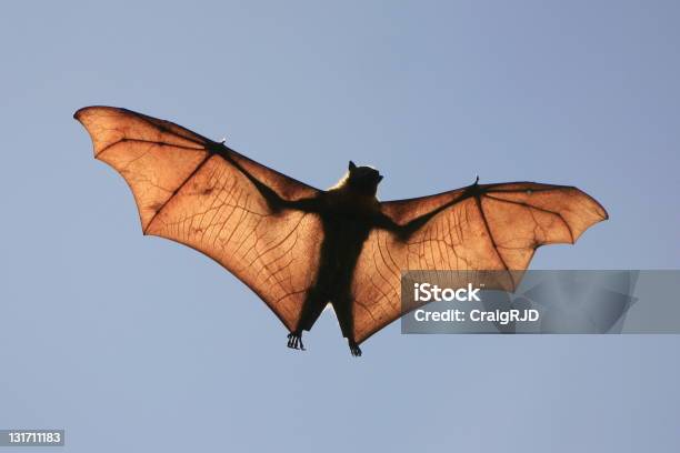 Pipistrello Della Frutta Silhouette - Fotografie stock e altre immagini di Ala di animale - Ala di animale, Pipistrello, Pipistrello volpe volante