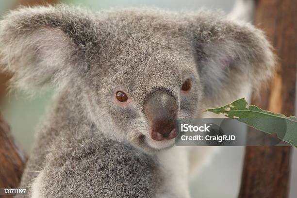 Koala Foto de stock y más banco de imágenes de Aire libre - Aire libre, Animal, Animales salvajes