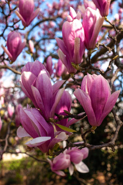 istock Magnolias in Full Bloom on sunny day 1317112445