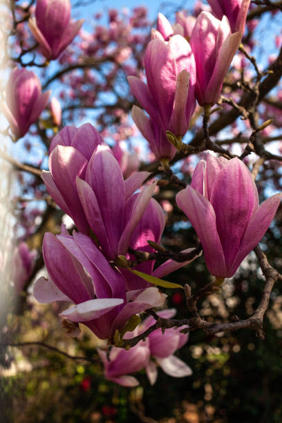 istock Magnolias in Full Bloom on sunny day 1317112452