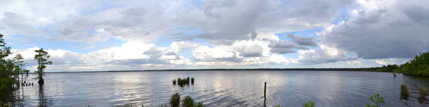 lago catfish - cypress swamp fotografías e imágenes de stock
