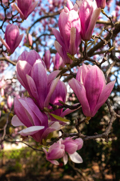 istock Magnolias in Full Bloom on sunny day 1317112694
