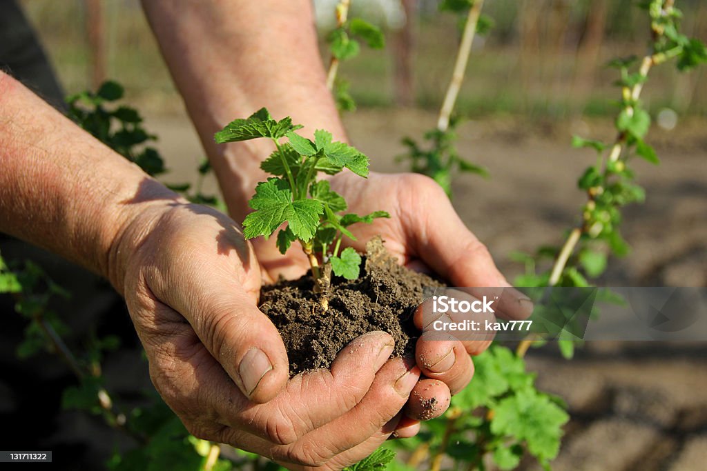 Mains tenant la Jeune pousse - Photo de Groseilles libre de droits