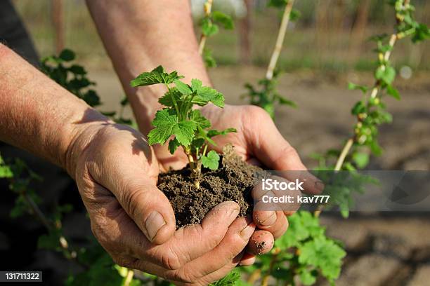 Photo libre de droit de Mains Tenant La Jeune Pousse banque d'images et plus d'images libres de droit de Groseilles - Groseilles, Planter, Jeune pousse