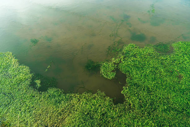 istock green moss in the pond 1317113600