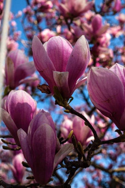 istock Magnolias in Full Bloom on sunny day 1317113855