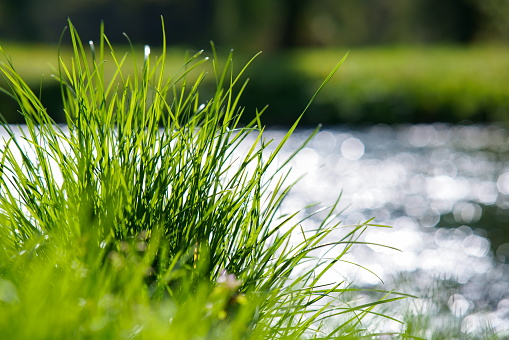 Green grass on a background of glittering water.