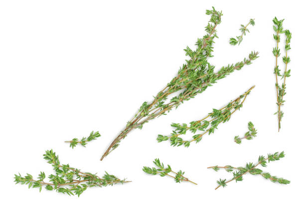 istock fresh thyme isolated on a white background with clipping path and full depth of field, Top view with copy space for your text. Flat lay 1317114570
