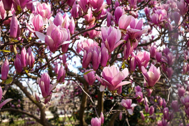 istock Magnolias in Full Bloom on sunny day 1317115158