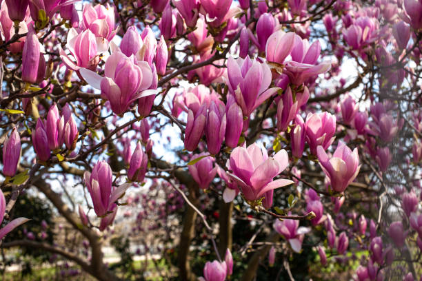 istock Magnolias in Full Bloom on sunny day 1317115161