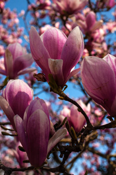istock Magnolias in Full Bloom on sunny day 1317115373