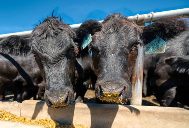 istock Black cow in farm 1317115446