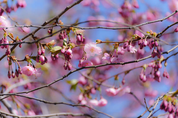 晴れた春の日にピンクの花の日本の桜 - abloom ストックフォトと画像