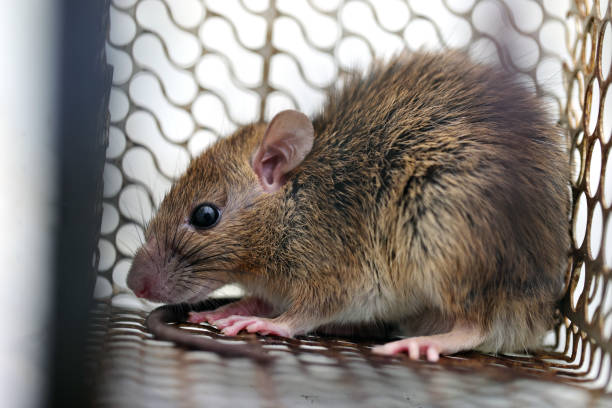 Rat in a cage or rat trap at home or office on white background. Close-up mice or rat caught in a trap. mouse Selective focus only head.rat as carriers of disease leptospirosis and hantavirus Rat in a cage or rat trap at home or office on white background. Close-up mice or rat caught in a trap. mouse Selective focus only head.rat as carriers of disease leptospirosis and hantavirus rat cage stock pictures, royalty-free photos & images