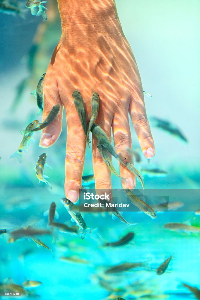 Рыба Спа-маникюр - Стоковые фото Аквариум роялти-фри