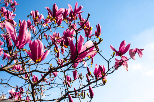 istock Magnolias in Full Bloom on sunny day 1317117974