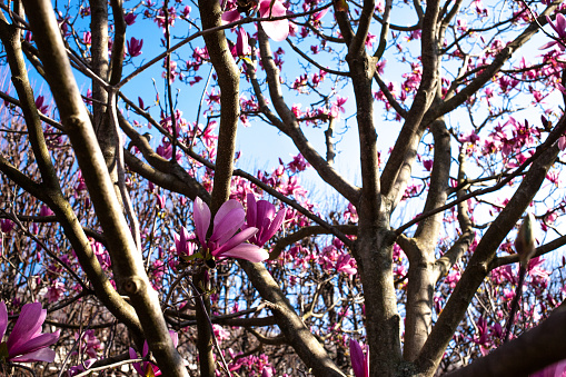 Magnolia soulangeana at Hyde Park in City of Westminster, London