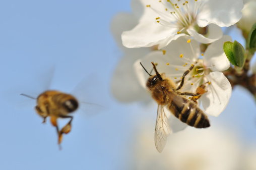 Two bees on spring blossom. Copy space.