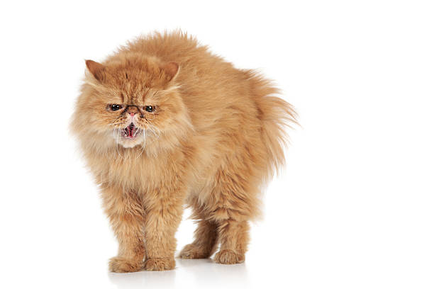 40,000+ Angry Cat Stock Photos, Pictures & Royalty-Free Images - iStock