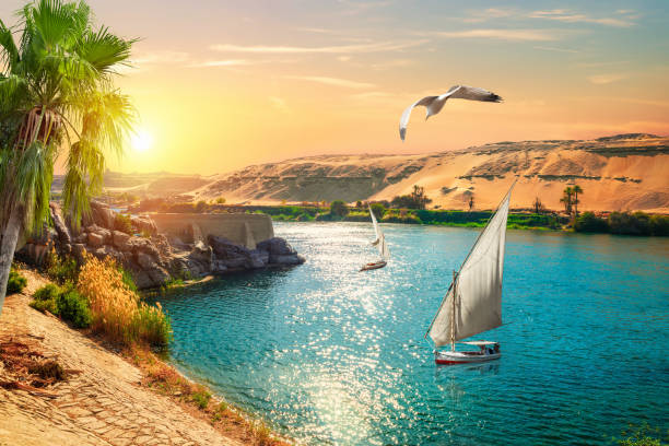 istock Birds over sailboats 1317120584