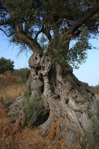 istock Olive tree on Naxos in Greece, Europe 1317121846
