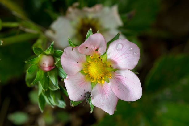 Close-up of the pink flower of a Strawberry, some waterdrops and a small beetle on a petal