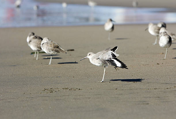 istock Sanderlings in San Francisco, California 131712227
