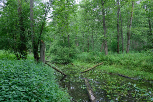 istock Small natural forest river in sunrise light 1317122824