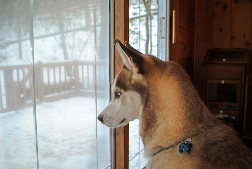 Siberian Husky looking out window. It is snowing outside and he wants to play.