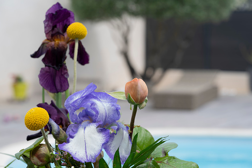 A Beautiful bouquet of flower in the garden with the swimming pool