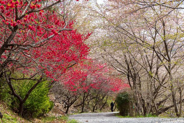 istock Hong Do Hwa 1317125095