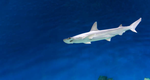 istock Hammerhead shark underwater side view. Close-up. Underwater world. 1317125142