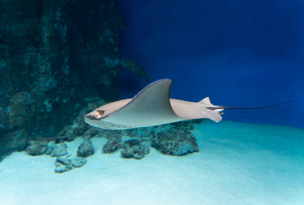 istock A stingray floating underwater in the sun, side view. Close-up. 1317125175