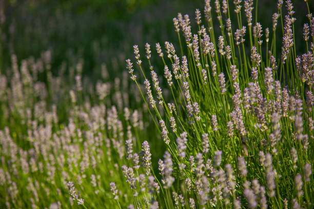 istock Wild Lavander field in sunlight on summer. Summer nature. 1317125185