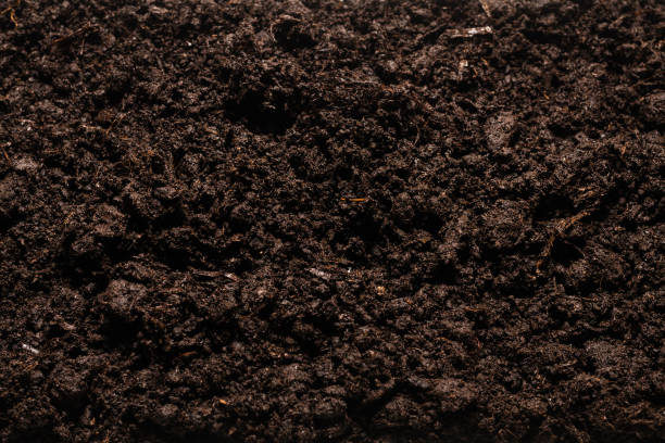 istock Black land for plant background. 1317125416