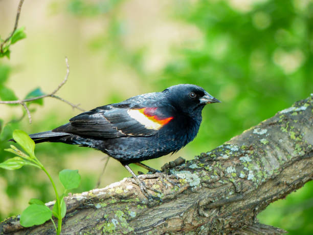 ミシガン州の支店に止まった赤い翼を持つブラックバード - nature animal bird branch ストックフォトと画像