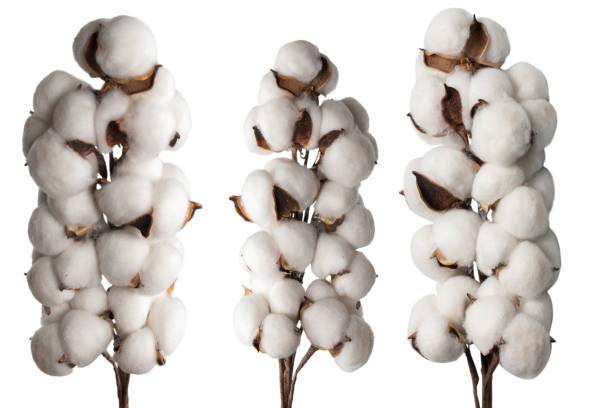 istock Cotton flower branch isolated on white background. 1317126236