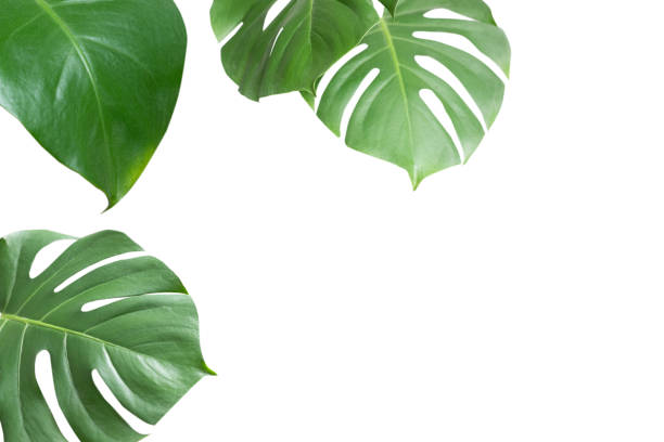 istock Green plant monstera on white background. 1317126263
